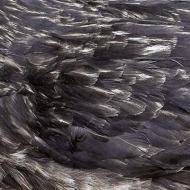 Something Wicked Marches In