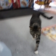 Sun Kil Moon/I Also Want To Die In New Orleans