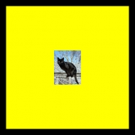 Panthers On The Roof