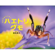 ちいさなハンター ハエトリグモ ふしぎいっぱい写真絵本 坂本昇久 Hmv Books Online ちいさなハンター ハエトリグモ ふしぎいっぱい写真絵本 坂本昇久 Hmv Books Online