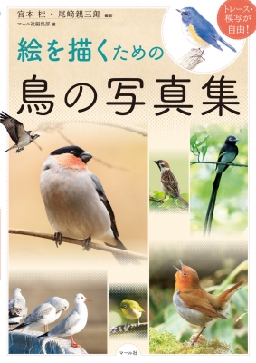 絵を描くための鳥の写真集 トレース 模写が自由 宮本桂 Hmv Books Online