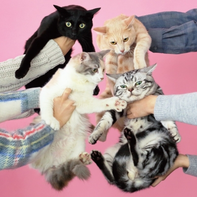 2025新作モデル 猫とアレルギー きのこ帝国 : (2枚組アナログレコード) 邦楽