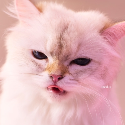 cats : My Hair is Bad | HMV&BOOKS online - UPCH20727