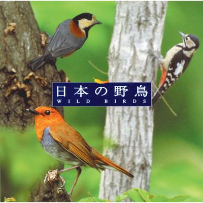 癒しの森 CD 自然音 鳥 鳴き声 Spring Forest / Bird Singing / 1 hour Relaxing videos - YouTube