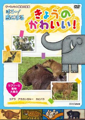 ○K577○NHK「はろ〜!あにまる 動物大図鑑 DVD-BOX」 (ダーウィンの 