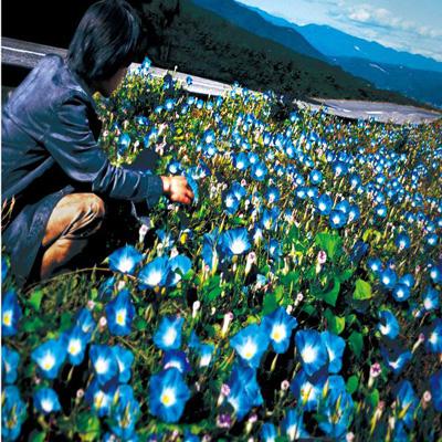 朝顔 : レミオロメン | HMV&BOOKS online - AVCO-36019