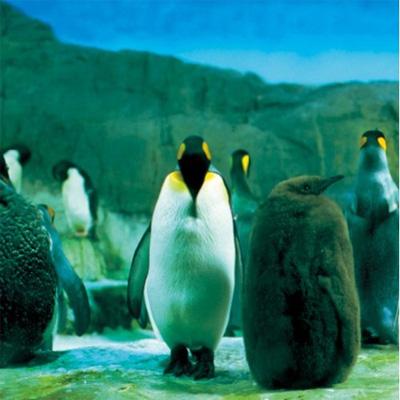 【LP】羅針盤 / らご 初回限定生産 山本精一 らご : 羅針盤 | HMV&BOOKS online - PCD-7308