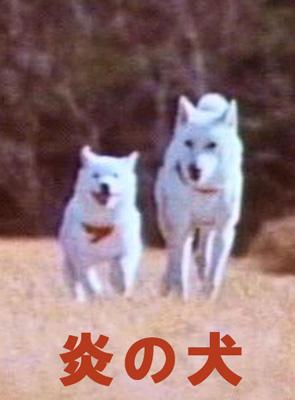 炎の犬 DVD-BOX | HMV&BOOKS online - VSBS-1002