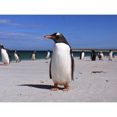 ワイルドライフ 大西洋 フォークランド諸島 ペンギン王国の夏 走れ! 跳べ! ワイルドライフ 大西洋 フォークランド諸島 ペンギン王国の夏