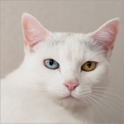 月と太陽 : ケツメイシ | HMV&BOOKS online - AVCD-48721