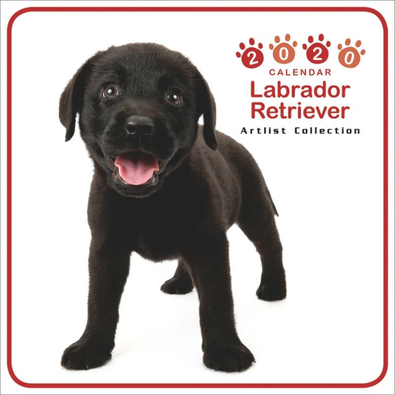 ミニ)ラブラドール・レトリーバー / 2020年カレンダー : 2020年