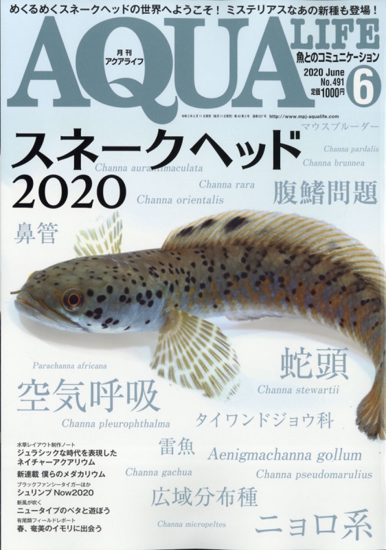 AQUA LIFE 2020年5月号・11月号 月刊 Aqua Life (アクアライフ)2020年 6月号 : 月刊aqua Life編集部
