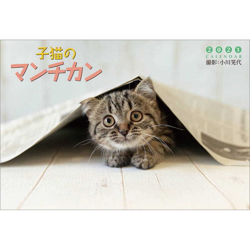 子猫のマンチカン 21年カレンダー 21年カレンダー Hmv Books Online 21cl3