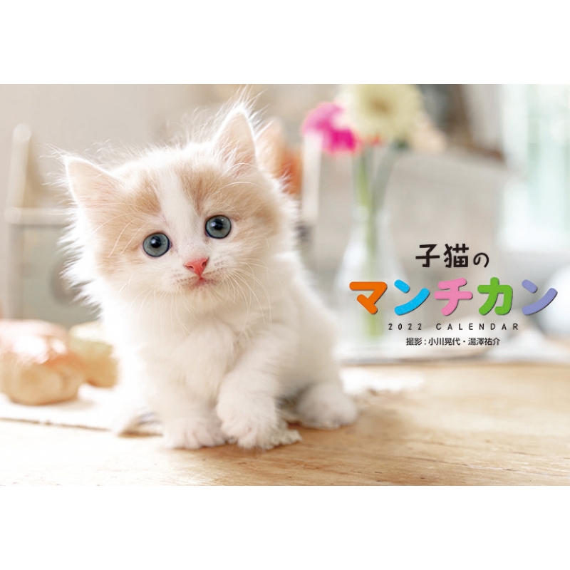 子猫のマンチカン 22年カレンダー 22年カレンダー Hmv Books Online 22cl3