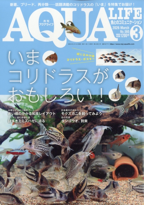 【メ】月刊アクアライフ 3冊セット 月刊 AQUA LIFE (アクアライフ)2026年 3月号 : 月刊AQUA LIFE編集部