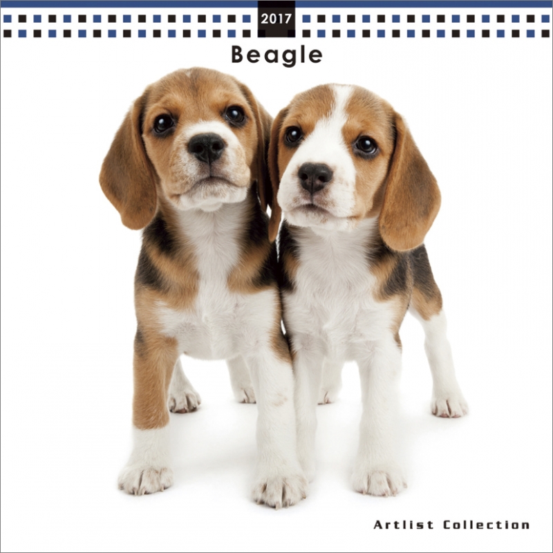 ミニ ビーグル 17年カレンダー 17年カレンダー Hmv Books Online 17cl1161