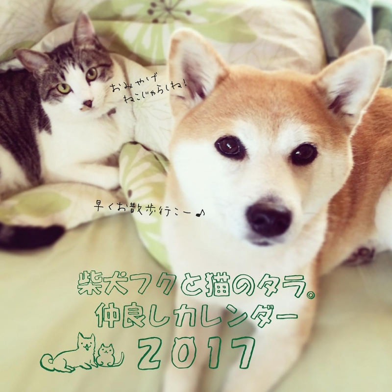17年 リング付きカレンダー 柴犬フクと猫のタラ 仲良しカレンダー 松田智恵 Hmv Books Online