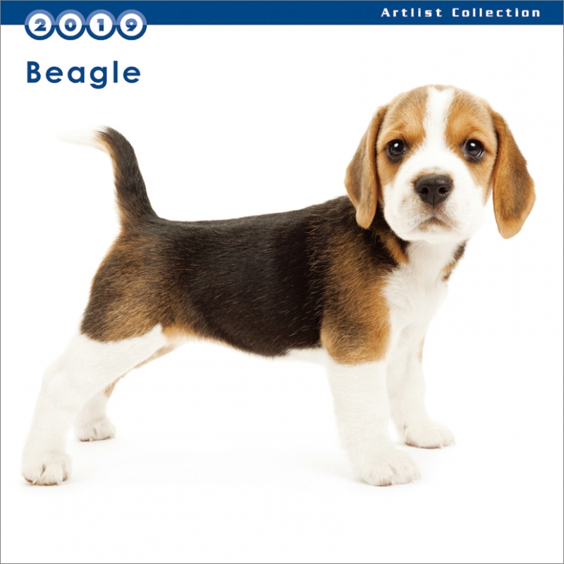 ミニ ビーグル 19年カレンダー 19年カレンダー Hmv Books Online 19cl1161