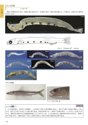 海のミクロ生物図鑑 チリメンモンスターの中に広がる世界 : 西田百代