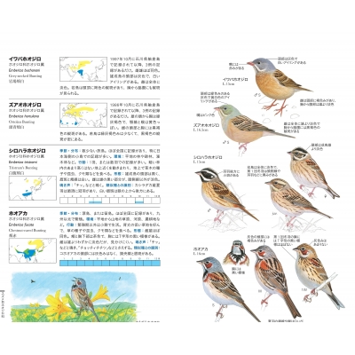 フィールド図鑑 日本の野鳥 : 水谷高英 | HMV&BOOKS online