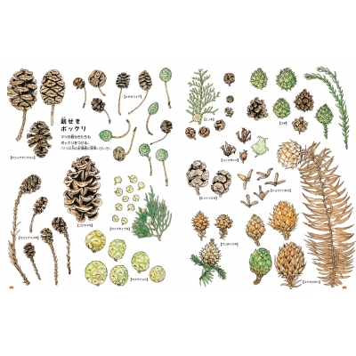 ひろった・あつめた ぼくのマツボックリ図鑑 ちしきのぽけっと : 盛口