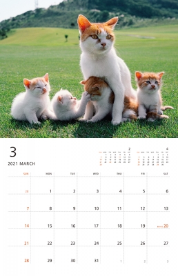 岩合光昭 こねこ Monthly Calendar 2021 岩合光昭 Hmv Books Online 9784909532459