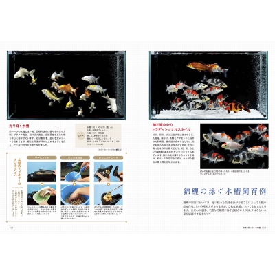 錦鯉の飼い方 池でも水槽でも楽しめる! アクアライフの本 錦鯉の飼い方 池でも水槽でも楽しめる! アクアライフの本