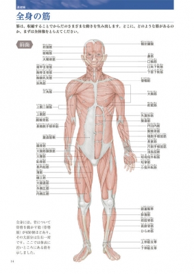 人体を描きたい人のための「美術解剖学」 : 金井裕也