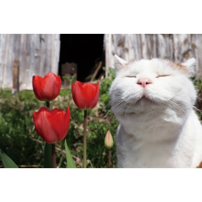 のせ猫 ありがとうシロ Shironeko Hmv Books Online