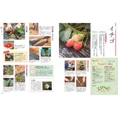 はじめてでも失敗しない いちばんていねいな野菜づくり図鑑 加藤義貴 Hmv Books Online