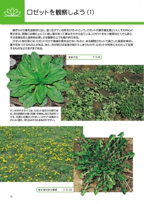 校庭の雑草 野外観察ハンドブック 岩瀬徹 Hmv Books Online