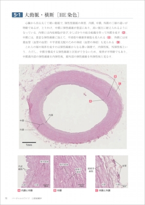 バーチャルスライド 口腔組織学 : 田畑純 | HMV&BOOKS online - 9784758121163