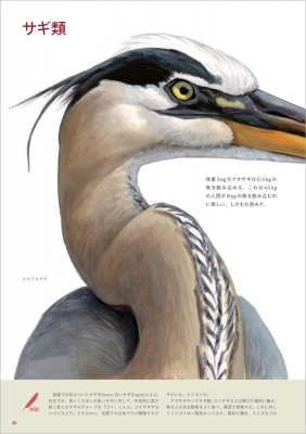 イラスト図解 鳥になるのはどんな感じ 見るだけでは物足りないあなたのための鳥類学入門 デビッド アレン シブリー Hmv Books Online