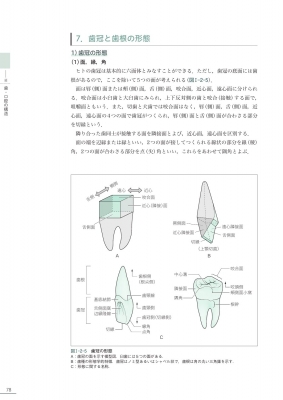 歯・口腔の構造と機能 口腔解剖学・口腔組織発生学・口腔生理学 歯科衛生学シリーズ : 全国歯科衛生士教育協議会 | HMV&BOOKS online  - 9784263426050