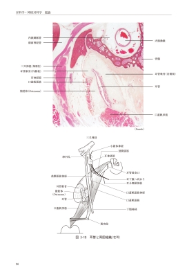 新耳鼻咽喉科学 : 切替一郎 | HMVu0026BOOKS online - 9784525370527