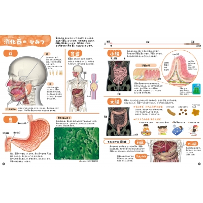 めくって学べる からだのしくみ図鑑 : 阿部和厚 | HMV&BOOKS online