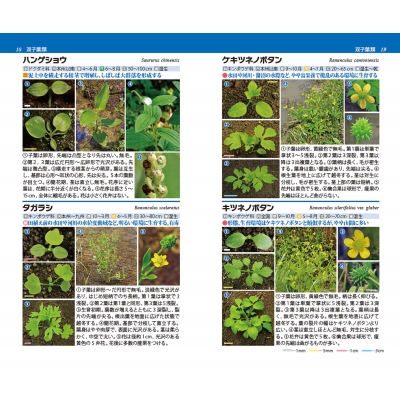 田んぼや水辺でみられる植物の芽生えハンドブック : 浅井元朗