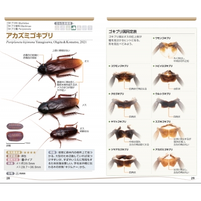 希土類の材料技術ハンドブック 81w7RVtzK7L._UF350,350_QL50_.jpg