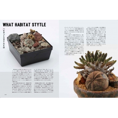 サボテン 寄せ植え テスト