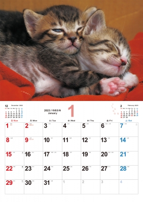 こねこのせかい 2023 Kitten Calendar (S17) : 岩合光昭