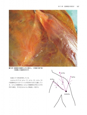 筋膜マニピュレーション 理論編 原著第2版 筋骨格系疼痛治療 : Luigi Stecco | HMV&BOOKS online -  9784263266649