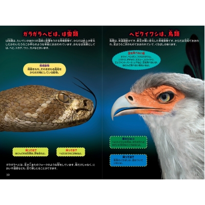 シン・動物ガチンコ対決 毒牙一撃ガラガラヘビVS強蹴百発ヘビクイワシ