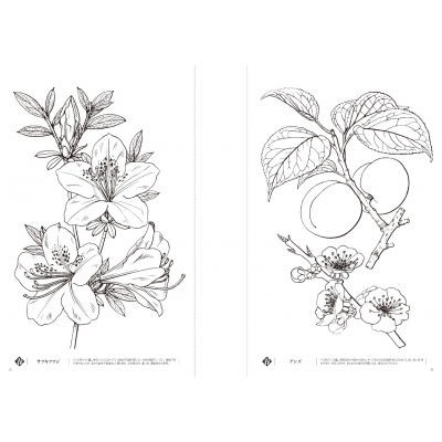 牧野富太郎の植物画で愉しむ 大人の四季ぬり絵 Tjmook : 北隆館図鑑編集部 | HMV&BOOKS online : Online  Shopping & Information Site - 9784299041692 [English Site]