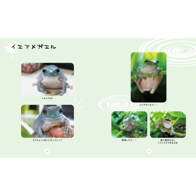 アカメアマガエル オスメスセット シュレーゲル - その他