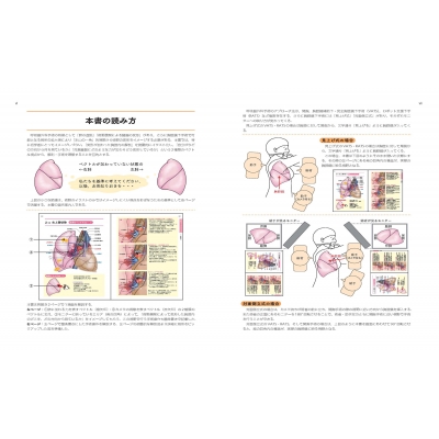 ベクトル視点でやさしく読み解く 呼吸器外科手術解剖イラスト : 安部 