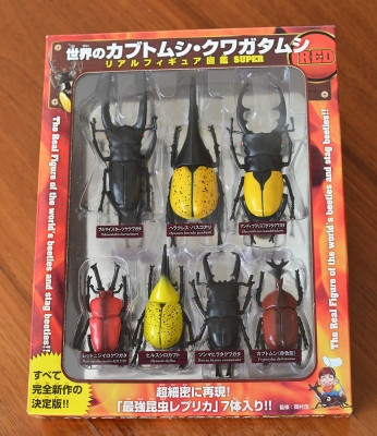 クワガタ標本まとめ ドイツ箱 Dorcus属多数 昆虫標本 お値下げ