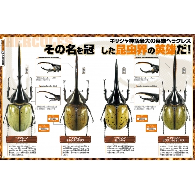 カブクワオタク Amazon.co.jp: カブトクワガタ デラックス -Switch (【メーカー