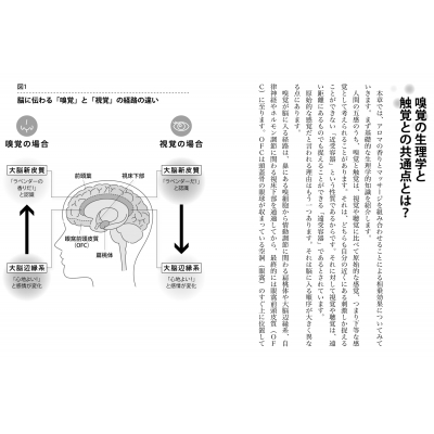 タッチの魔法アロマの奇跡 “幸せホルモン”オキシトシン効果の