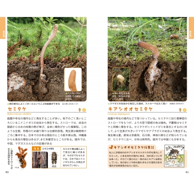 冬虫夏草ハンドブック : 盛口満 | HMV&BOOKS online - 9784829981771