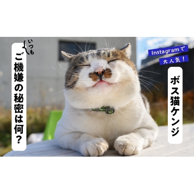 油絵　専用　いつもごきげんな猫 Amazon | 3 D油絵猫小屋、アート垂直グリップボード、四季猫